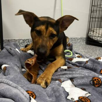 Black And Tan Coonhound Dogs Available for Adoption in Greenville, South Carolina - Sky | PetCurious