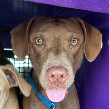 Lime -  Retriever and Terrier Dog for Adoption in Bronson, Florida - Lime | PetCurious