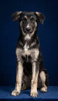 FREEWAY GS -  German Shepherd Dog Dog for Adoption in Lucas, Texas - FREEWAY GS | PetCurious