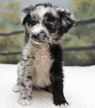 Aussie Puppies -- Oreo -  Australian Shepherd Dog for Adoption in Casa Grande, Arizona - Aussie Puppies -- Oreo | PetCurious