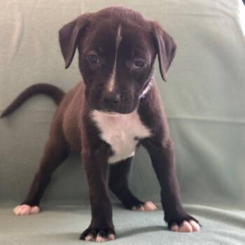 Aunt May -  Black Labrador Retriever and Mixed Breed Dog for Adoption in St. Peters, Missouri - Aunt May | PetCurious