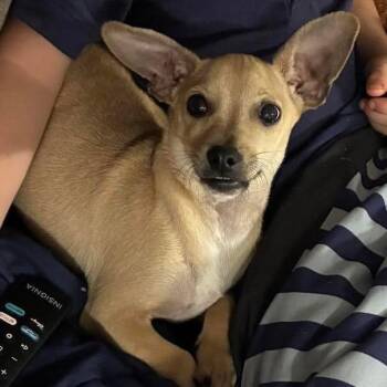 Chihuahua Dogs Available for Adoption in Grand Bay, Alabama - Tequila | PetCurious
