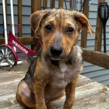 Rescue Mixed Breed Dogs for Adoption in Buffalo, Minnesota - Zinka | PetCurious