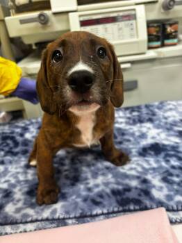 Boba Fetch -  Labrador Retriever and Pomeranian Dog for Adoption in Phoenix, Arizona - Boba Fetch | PetCurious