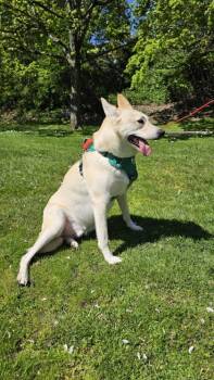 Riley -  Labrador Retriever and Mixed Breed Dog for Adoption in Bellevue, Washington - Riley | PetCurious