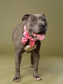 Allegria -  Pit Bull Terrier and Mixed Breed Dog Available for Adoption in Atlanta, Georgia - Allegria | PetCurious