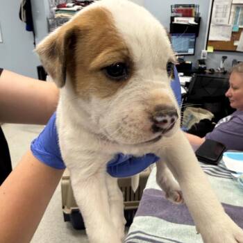 Carrie -  Mixed Breed Dog for Adoption in Milton, Florida - Carrie | PetCurious