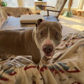 Pit Bull Terrier Dogs Available for Adoption in Cumming, Georgia - Tank Jr | PetCurious