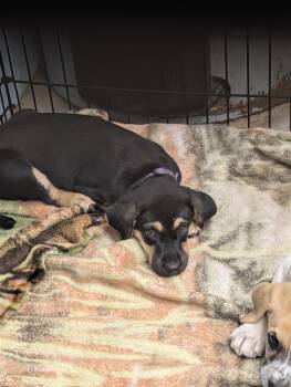 Anatolian Shepherd and American Foxhound Dogs Available for Adoption - Bonnie | PetCurious