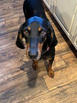 Coonhound Dogs Available for Adoption - Maple | PetCurious