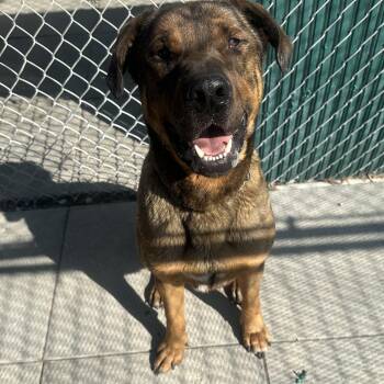 Rescue German Shepherd Dog Dogs for Adoption in Hay River, Northwest Territories - Prince | PetCurious