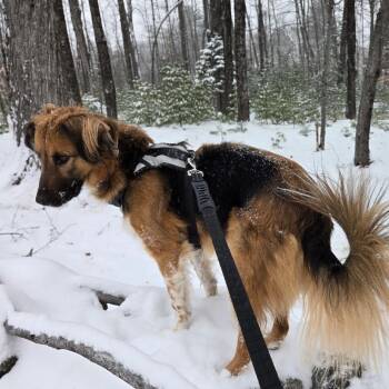 Zuzu -  Mixed Breed Dog for Adoption in Otisfield, Maine - Zuzu | PetCurious