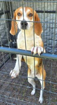Beagle Dogs Available for Adoption - Butterscotch | PetCurious