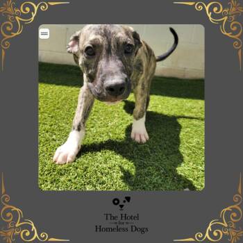 Hound and Terrier Dogs Available for Adoption in Cumberland, Rhode Island - Eren | PetCurious