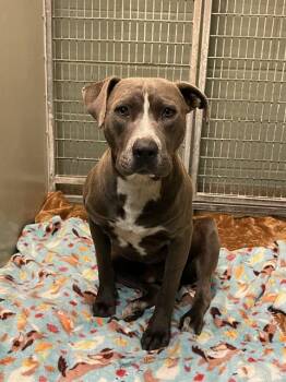 OSCAR -  Mixed Breed Dog for Adoption in Jacksonville, Florida - OSCAR | PetCurious