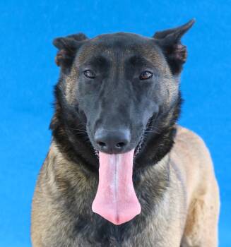 SASHA -  Belgian Shepherd Malinois Dog for Adoption in Pasadena, California - SASHA | PetCurious