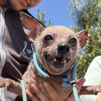 Chihuahua Dogs Available for Adoption in Ramona, California - Larry Benoit | PetCurious