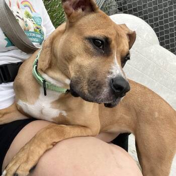 Nirvana -  Pit Bull Terrier Dog for Adoption in Uniontown, Pennsylvania - Nirvana | PetCurious