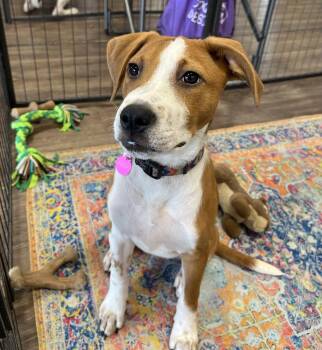 JENNIFER “JJ” JAREAU -  Hound and Terrier Dog for Adoption in Southaven, Mississippi - JENNIFER “JJ” JAREAU | PetCurious