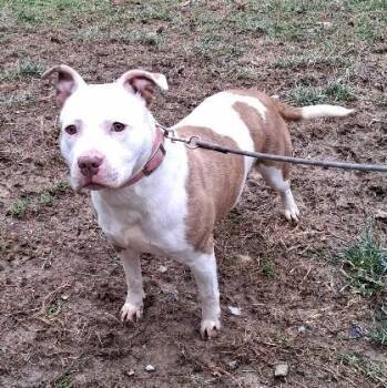 Luna -  Pit Bull Terrier Dog for Adoption in Philippi, West Virginia - Luna | PetCurious