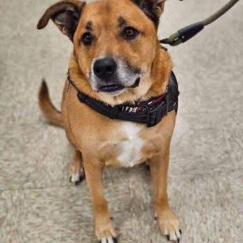 Walter -  Shepherd Dog for Adoption in Broken Arrow, Oklahoma - Walter | PetCurious