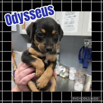 Odysseus -  Hound and Labrador Retriever Dog for Adoption in Ringwood, New Jersey - Odysseus | PetCurious