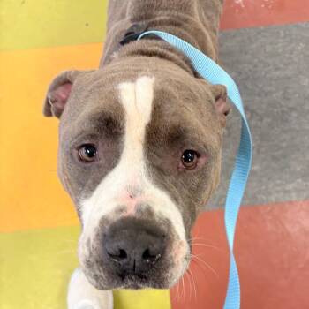 Mixed Breed Dogs Available for Adoption - Bubba Sparks | PetCurious