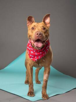 Richard -  Pit Bull Terrier and Mixed Breed Dog Available for Adoption in Atlanta, Georgia - Richard | PetCurious