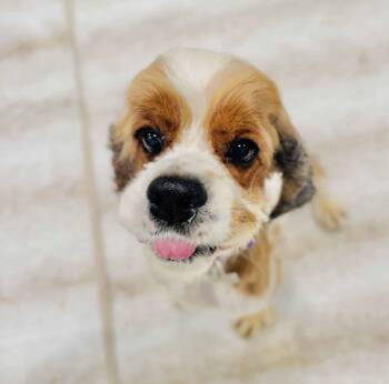 Doc -  Cocker Spaniel Dog for Adoption in South San Francisco, California - Doc | PetCurious