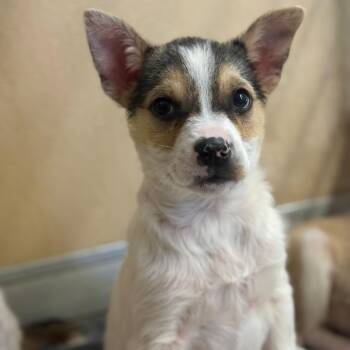 Mixed Breed Dogs Available for Adoption - Sebastian | PetCurious