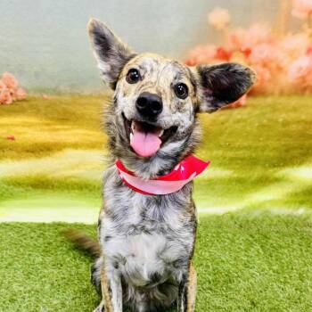 Mixed Breed Dogs Available for Adoption in Wichita, Kansas - WilE | PetCurious