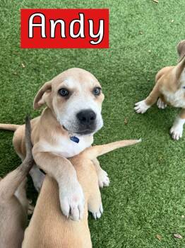 Andy -  Hound Dog for Adoption in Southlake, Texas - Andy | PetCurious