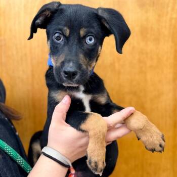 Cal -  Australian Shepherd and Catahoula Leopard Dog Dog for Adoption in Columbus, Georgia - Cal | PetCurious