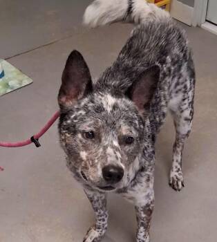 Australian Cattle Dog Blue Heeler Dogs Available for Adoption in Hartford City, Indiana - Jumba | PetCurious