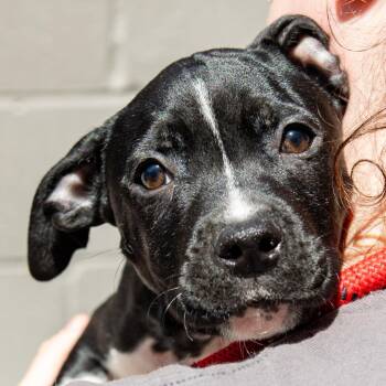 Chemdawg -  Pit Bull Terrier Dog for Adoption in Kennebunk, Maine - Chemdawg | PetCurious