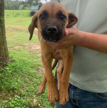 David Bowie -  English Coonhound and Labrador Retriever Dog for Adoption in Tulsa, Oklahoma - David Bowie | PetCurious