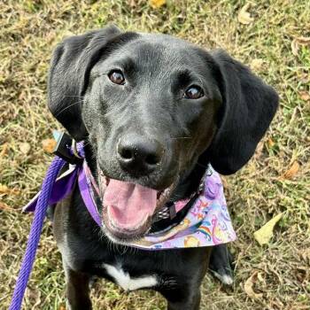 Black Labrador Retriever Dogs Available for Adoption - Raven | PetCurious