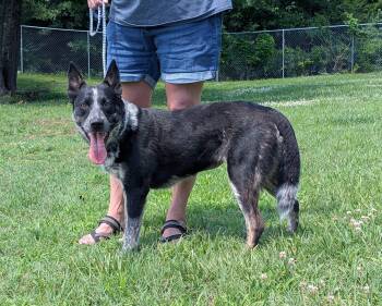 Rescue Australian Cattle Dog Blue Heeler Dogs for Adoption in Parsons, Kansas - Dally | PetCurious