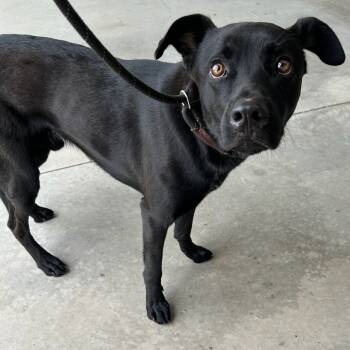Rescue Black Labrador Retriever and Chow Chow Dogs for Adoption in Carlyle, Illinois - Coal | PetCurious