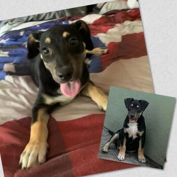 Tootsie -  Labrador Retriever Dog for Adoption in Naples, Florida - Tootsie | PetCurious
