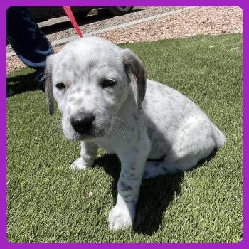 Labrador Retriever and Mixed Breed Dogs Available for Adoption in Prescott, Arizona - Ebi | PetCurious