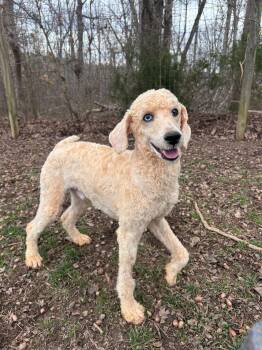 Poodle Dogs Available for Adoption - Flurry Feb 26 | PetCurious