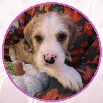 Rescue Mixed Breed Dogs for Adoption in Toms River, New Jersey - Prosecco Cakepop | PetCurious