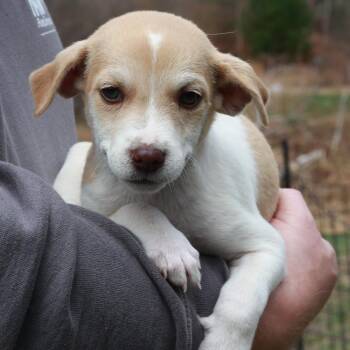 Jack Russell Terrier Dogs Available for Adoption in Stormville, New York - CT Pilot | PetCurious