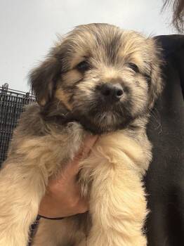 Corgi and Terrier Dogs Available for Adoption in Gilberts, Illinois - Ike | PetCurious