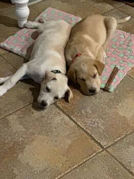 Labrador Retriever and Great Pyrenees Dogs Available for Adoption - Greek Gods And Goddesses: Athena PKA Persephone | PetCurious