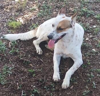 OLIVER -  Australian Cattle Dog Blue Heeler Dog for Adoption in San Antonio, Texas - OLIVER | PetCurious