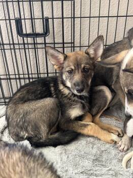 Willow -  Australian Shepherd Dog for Adoption in Colorado Springs, Colorado - Willow | PetCurious