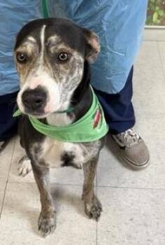 Rescue Labrador Retriever and Terrier Dogs for Adoption in San Antonio, Texas - Aurora | PetCurious