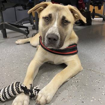 Rescue Anatolian Shepherd and Pit Bull Terrier Dogs for Adoption in Melfort, Saskatchewan - Charlie | PetCurious